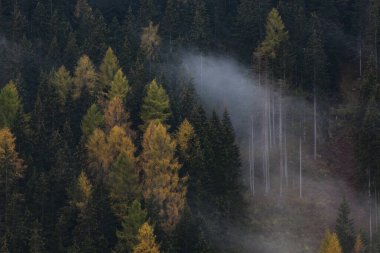 Sabahları ağaçlarla kaplı sisli bir orman