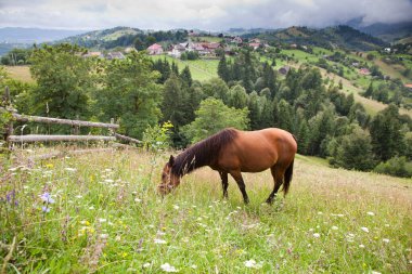 At yeşil çayırda otluyor.