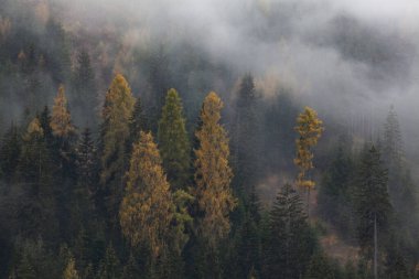 Sabahları ağaçlarla kaplı sisli bir orman