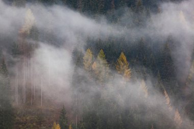 Sabahları ağaçlarla kaplı sisli bir orman