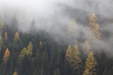 Sabahları ağaçlarla kaplı sisli bir orman
