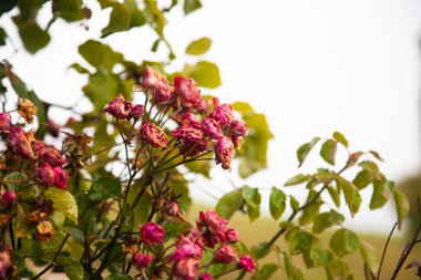 Sonbaharda kurumuş kırmızı güller