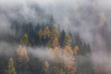 Sabahları ağaçlarla kaplı sisli bir orman