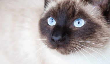 Mavi gözlü güzel kedi portresi