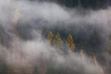 Sabahları ağaçlarla kaplı sisli bir orman