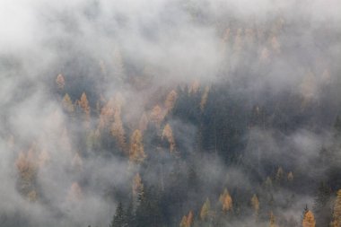 Sabahları ağaçlarla kaplı sisli bir orman