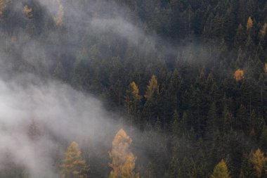 Sabahları ağaçlarla kaplı sisli bir orman