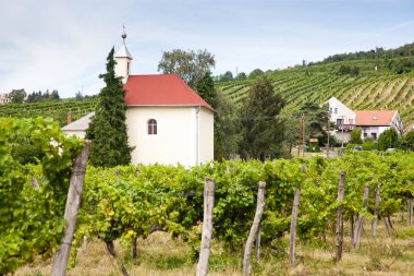 Balaton dağlarındaki üzüm bağları, Badacsony dağı, Macaristan