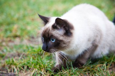 Mavi gözlü güzel kedi portresi