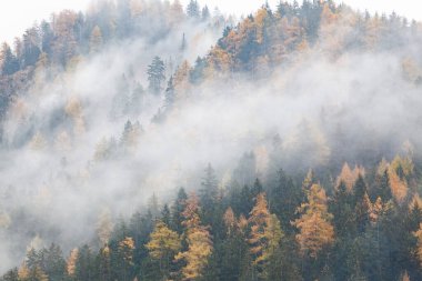 Sabahları ağaçlarla kaplı sisli bir orman