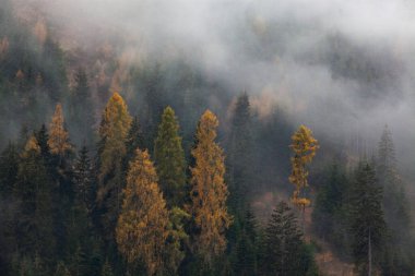 Sabahları ağaçlarla kaplı sisli bir orman