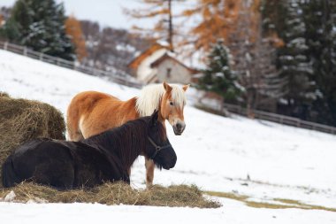 Kışın dağlarda güzel atlar