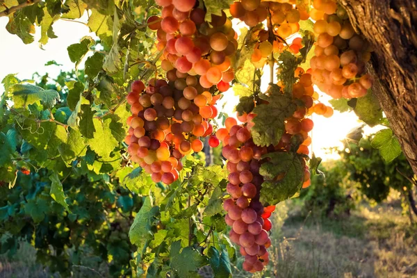 Uvas Maduras Videira Pôr Sol Outono — Fotografia de Stock