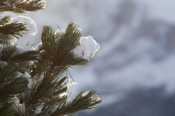 Čerstvý Sníh Borovicových Větvích — Stock fotografie