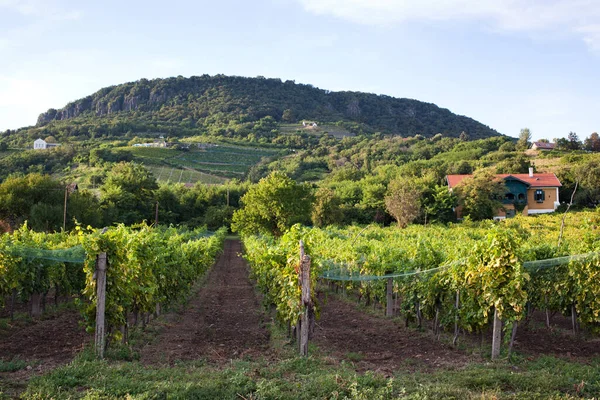 Αμπελώνες Balaton Highland Badacsony Βουνό Ουγγαρία — Φωτογραφία Αρχείου