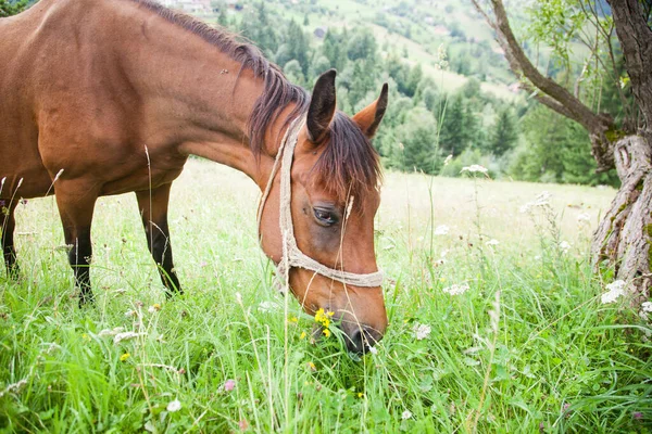 Pferd Weidet Auf Der Grünen Weide — Stockfoto