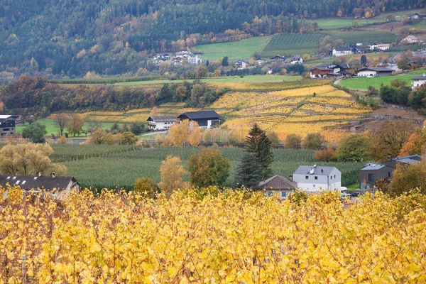 Vineyard Autumn Dolomites — Stock Photo, Image