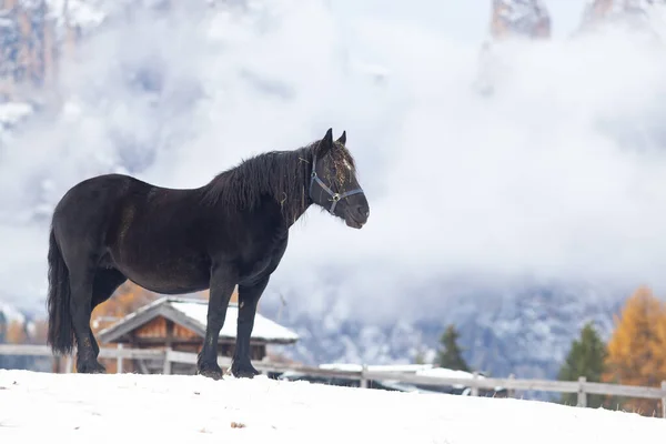 冬の山の美しい馬 — ストック写真