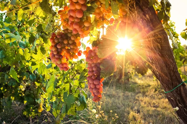 Uvas Maduras Videira Pôr Sol Outono — Fotografia de Stock