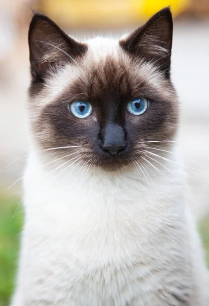 Beau Portrait Chat Aux Yeux Bleus — Photo