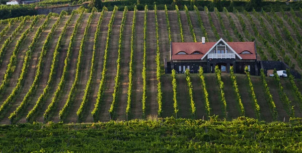 Vingårdar Balaton Höglandet Badacsony Berg Ungern — Stockfoto