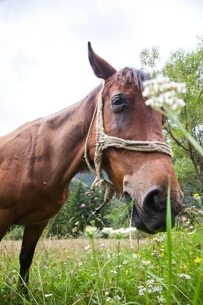 Випасання Коня Зеленому Пасовищі — стокове фото