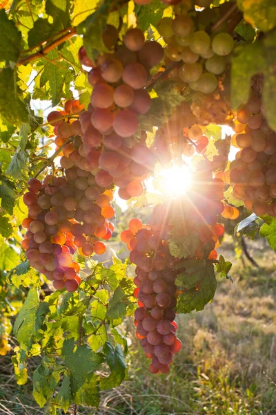 Uvas Maduras Vid Otoño Atardecer —  Fotos de Stock