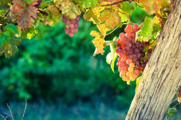 Uvas Maduras Videira Pôr Sol Outono — Fotografia de Stock