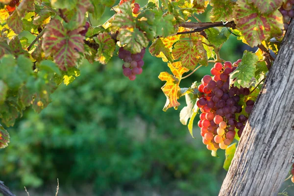 Rijpe Druiven Wijnstok Herfst Zonsondergang — Stockfoto