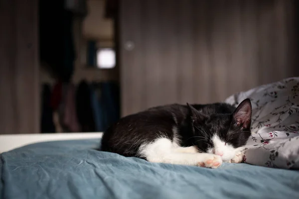 Słodkie Mały Kot Śpi Łóżko — Zdjęcie stockowe