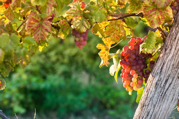 Rijpe Druiven Wijnstok Herfst Zonsondergang — Stockfoto