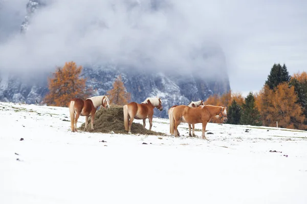 Beautiful Horses Mountains Winter — Stock Photo, Image