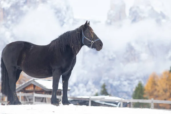 冬の山の美しい馬 — ストック写真