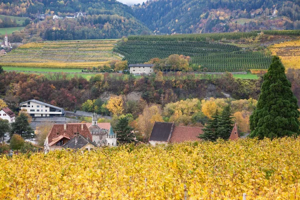 Vineyard Autumn Dolomites — Stock Photo, Image