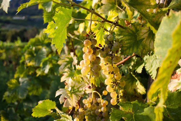 Ripe Grapes Vine Autumn Sunset — Stock Photo, Image