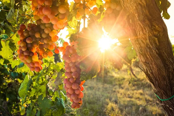 Rijpe Druiven Wijnstok Herfst Zonsondergang — Stockfoto