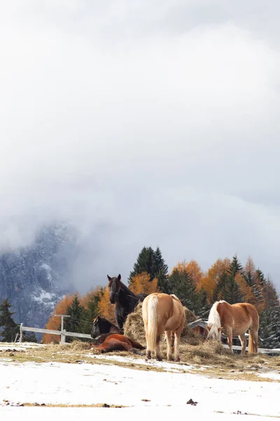 Beautiful Horses Mountains Winter — Stock Photo, Image