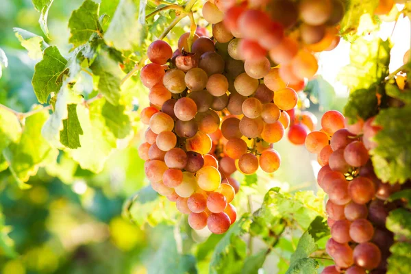 Rijpe Druiven Wijnstok Herfst Zonsondergang — Stockfoto