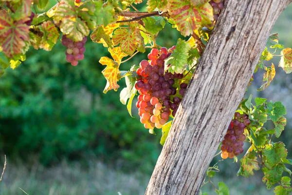 Rijpe Druiven Wijnstok Herfst Zonsondergang — Stockfoto