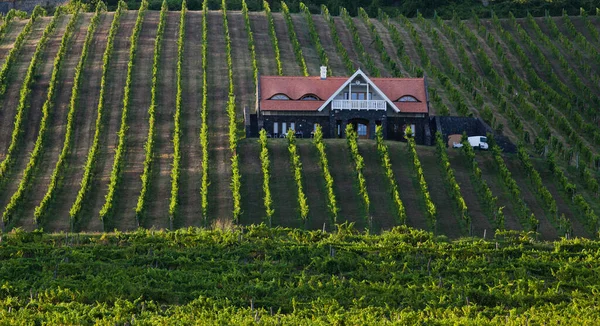 Vingårdar Balaton Höglandet Badacsony Berg Ungern — Stockfoto