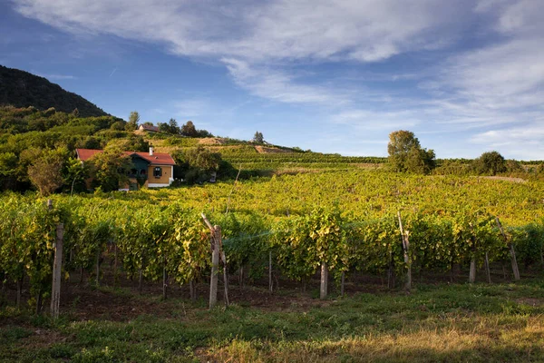 Winnice Górach Balaton Badacsony Węgry — Zdjęcie stockowe