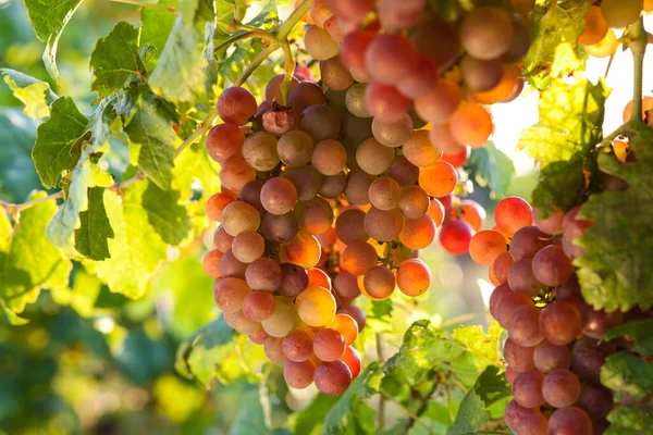 Rijpe Druiven Wijnstok Herfst Zonsondergang — Stockfoto