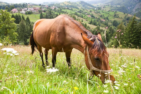 緑の牧草地での馬の放牧 — ストック写真