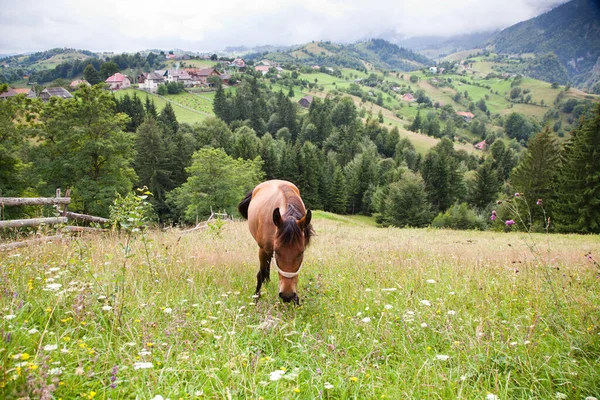 Pasoucí Koně Zelené Pastvině — Stock fotografie