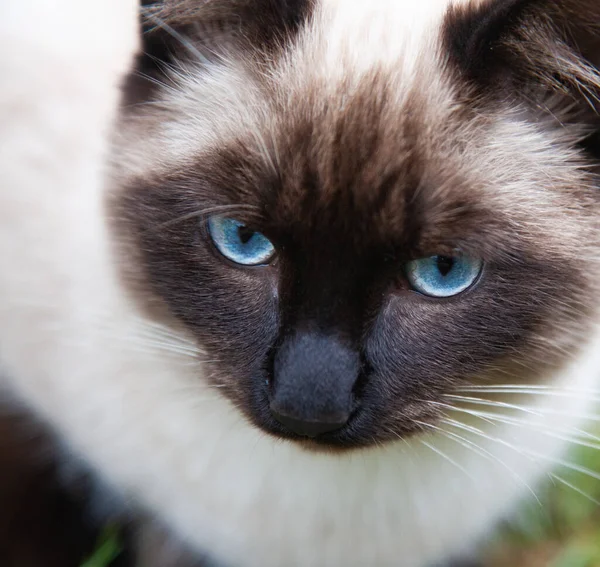 Beautiful Cat Portrait Blue Eyes — Stock Photo, Image