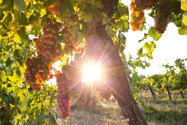 Uvas Maduras Videira Pôr Sol Outono — Fotografia de Stock