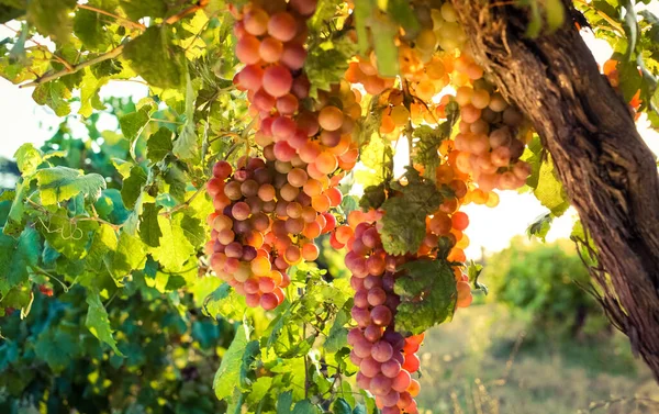 Rijpe Druiven Wijnstok Herfst Zonsondergang — Stockfoto