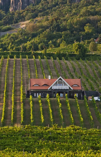 Αμπελώνες Balaton Highland Badacsony Βουνό Ουγγαρία — Φωτογραφία Αρχείου