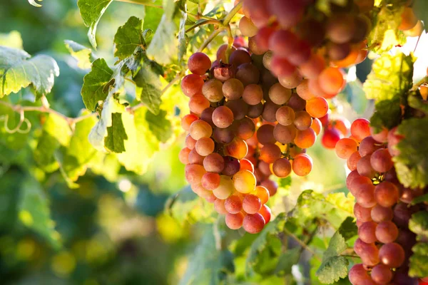 Rijpe Druiven Wijnstok Herfst Zonsondergang — Stockfoto