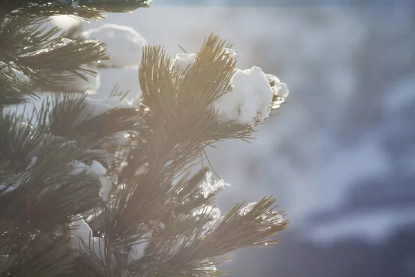 Fresh Snow Pine Branches — Stock Photo, Image